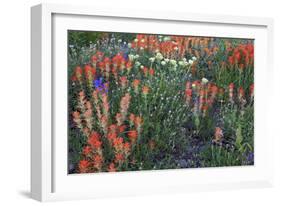 Meadow Wildflowers, Little Cottonwood Canyon, Albion Basin, Utah, USA-Charles Gurche-Framed Photographic Print