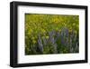 Meadow Wildflowers, Little Cottonwood Canyon, Albion Basin, Utah, USA-Charles Gurche-Framed Photographic Print