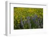 Meadow Wildflowers, Little Cottonwood Canyon, Albion Basin, Utah, USA-Charles Gurche-Framed Photographic Print