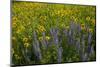 Meadow Wildflowers, Little Cottonwood Canyon, Albion Basin, Utah, USA-Charles Gurche-Mounted Photographic Print
