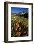 Meadow Wildflowers, Little Cottonwood Canyon, Albion Basin, Utah, USA-Charles Gurche-Framed Photographic Print