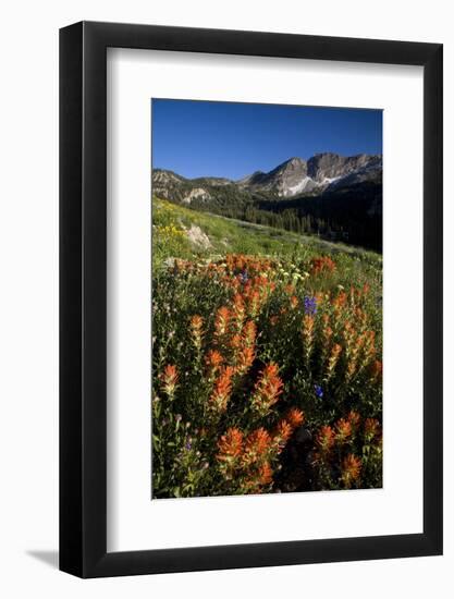 Meadow Wildflowers, Little Cottonwood Canyon, Albion Basin, Utah, USA-Charles Gurche-Framed Photographic Print