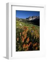 Meadow Wildflowers, Little Cottonwood Canyon, Albion Basin, Utah, USA-Charles Gurche-Framed Photographic Print