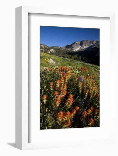 Meadow Wildflowers, Little Cottonwood Canyon, Albion Basin, Utah, USA-Charles Gurche-Framed Photographic Print