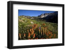 Meadow Wildflowers, Little Cottonwood Canyon, Albion Basin, Utah, USA-Charles Gurche-Framed Photographic Print