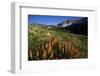 Meadow Wildflowers, Little Cottonwood Canyon, Albion Basin, Utah, USA-Charles Gurche-Framed Photographic Print