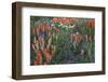 Meadow Wildflowers, Little Cottonwood Canyon, Albion Basin, Utah, USA-Charles Gurche-Framed Photographic Print