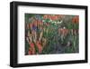 Meadow Wildflowers, Little Cottonwood Canyon, Albion Basin, Utah, USA-Charles Gurche-Framed Photographic Print