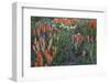 Meadow Wildflowers, Little Cottonwood Canyon, Albion Basin, Utah, USA-Charles Gurche-Framed Photographic Print