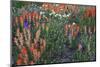 Meadow Wildflowers, Little Cottonwood Canyon, Albion Basin, Utah, USA-Charles Gurche-Mounted Photographic Print