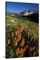 Meadow Wildflowers, Little Cottonwood Canyon, Albion Basin, Utah, USA-Charles Gurche-Stretched Canvas