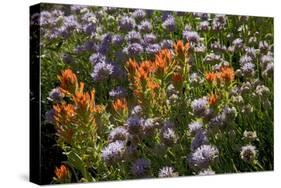 Meadow Wildflowers (Monardella Odoratissima), Albion Basin, Utah, USA-Charles Gurche-Stretched Canvas