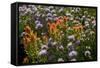 Meadow Wildflowers (Monardella Odoratissima), Albion Basin, Utah, USA-Charles Gurche-Framed Stretched Canvas
