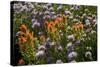 Meadow Wildflowers (Monardella Odoratissima), Albion Basin, Utah, USA-Charles Gurche-Stretched Canvas