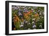 Meadow Wildflowers (Monardella Odoratissima), Albion Basin, Utah, USA-Charles Gurche-Framed Photographic Print