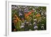 Meadow Wildflowers (Monardella Odoratissima), Albion Basin, Utah, USA-Charles Gurche-Framed Photographic Print