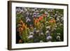 Meadow Wildflowers (Monardella Odoratissima), Albion Basin, Utah, USA-Charles Gurche-Framed Photographic Print