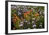 Meadow Wildflowers (Monardella Odoratissima), Albion Basin, Utah, USA-Charles Gurche-Framed Photographic Print