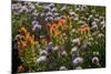 Meadow Wildflowers (Monardella Odoratissima), Albion Basin, Utah, USA-Charles Gurche-Mounted Photographic Print