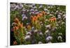 Meadow Wildflowers (Monardella Odoratissima), Albion Basin, Utah, USA-Charles Gurche-Framed Photographic Print