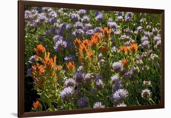 Meadow Wildflowers (Monardella Odoratissima), Albion Basin, Utah, USA-Charles Gurche-Framed Photographic Print