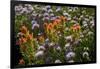 Meadow Wildflowers (Monardella Odoratissima), Albion Basin, Utah, USA-Charles Gurche-Framed Photographic Print