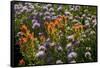 Meadow Wildflowers (Monardella Odoratissima), Albion Basin, Utah, USA-Charles Gurche-Framed Stretched Canvas