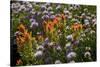 Meadow Wildflowers (Monardella Odoratissima), Albion Basin, Utah, USA-Charles Gurche-Stretched Canvas