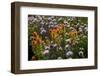 Meadow Wildflowers (Monardella Odoratissima), Albion Basin, Utah, USA-Charles Gurche-Framed Photographic Print