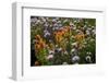 Meadow Wildflowers (Monardella Odoratissima), Albion Basin, Utah, USA-Charles Gurche-Framed Photographic Print