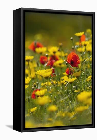 Meadow with Field Poppy (Papaver Rhoeas) and Crown Daisy (Chrysanthemum Coronarium) Flowers, Cyprus-Lilja-Framed Stretched Canvas