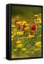 Meadow with Field Poppy (Papaver Rhoeas) and Crown Daisy (Chrysanthemum Coronarium) Flowers, Cyprus-Lilja-Framed Stretched Canvas