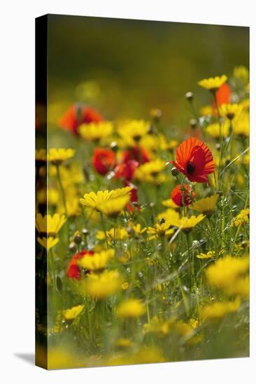 Meadow with Field Poppy (Papaver Rhoeas) and Crown Daisy (Chrysanthemum Coronarium) Flowers, Cyprus-Lilja-Stretched Canvas
