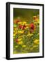 Meadow with Field Poppy (Papaver Rhoeas) and Crown Daisy (Chrysanthemum Coronarium) Flowers, Cyprus-Lilja-Framed Premium Photographic Print