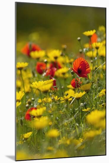 Meadow with Field Poppy (Papaver Rhoeas) and Crown Daisy (Chrysanthemum Coronarium) Flowers, Cyprus-Lilja-Mounted Premium Photographic Print