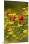 Meadow with Field Poppy (Papaver Rhoeas) and Crown Daisy (Chrysanthemum Coronarium) Flowers, Cyprus-Lilja-Mounted Premium Photographic Print