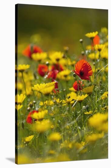 Meadow with Field Poppy (Papaver Rhoeas) and Crown Daisy (Chrysanthemum Coronarium) Flowers, Cyprus-Lilja-Stretched Canvas