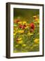 Meadow with Field Poppy (Papaver Rhoeas) and Crown Daisy (Chrysanthemum Coronarium) Flowers, Cyprus-Lilja-Framed Photographic Print