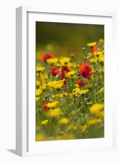 Meadow with Field Poppy (Papaver Rhoeas) and Crown Daisy (Chrysanthemum Coronarium) Flowers, Cyprus-Lilja-Framed Photographic Print
