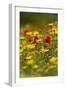 Meadow with Field Poppy (Papaver Rhoeas) and Crown Daisy (Chrysanthemum Coronarium) Flowers, Cyprus-Lilja-Framed Photographic Print