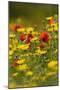 Meadow with Field Poppy (Papaver Rhoeas) and Crown Daisy (Chrysanthemum Coronarium) Flowers, Cyprus-Lilja-Mounted Photographic Print