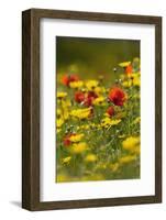 Meadow with Field Poppy (Papaver Rhoeas) and Crown Daisy (Chrysanthemum Coronarium) Flowers, Cyprus-Lilja-Framed Photographic Print