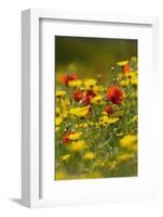 Meadow with Field Poppy (Papaver Rhoeas) and Crown Daisy (Chrysanthemum Coronarium) Flowers, Cyprus-Lilja-Framed Photographic Print