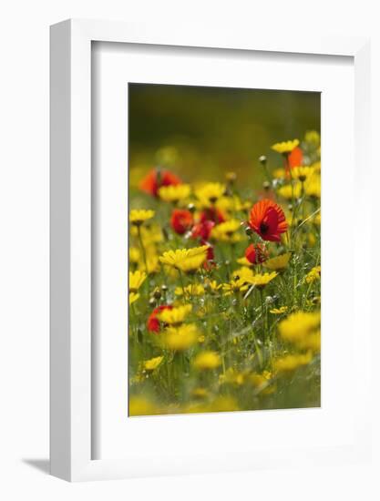 Meadow with Field Poppy (Papaver Rhoeas) and Crown Daisy (Chrysanthemum Coronarium) Flowers, Cyprus-Lilja-Framed Photographic Print