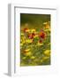 Meadow with Field Poppy (Papaver Rhoeas) and Crown Daisy (Chrysanthemum Coronarium) Flowers, Cyprus-Lilja-Framed Photographic Print