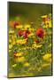 Meadow with Field Poppy (Papaver Rhoeas) and Crown Daisy (Chrysanthemum Coronarium) Flowers, Cyprus-Lilja-Mounted Photographic Print