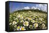 Meadow with Flowering Corn Camomile (Anthemis Arvensis) East Slovakia, Europe, June 2008-Wothe-Framed Stretched Canvas