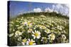 Meadow with Flowering Corn Camomile (Anthemis Arvensis) East Slovakia, Europe, June 2008-Wothe-Stretched Canvas