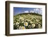 Meadow with Flowering Corn Camomile (Anthemis Arvensis) East Slovakia, Europe, June 2008-Wothe-Framed Photographic Print