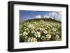 Meadow with Flowering Corn Camomile (Anthemis Arvensis) East Slovakia, Europe, June 2008-Wothe-Framed Photographic Print